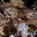 flathead_crocodile_lsb_ki_h_0024_kom5607.jpg